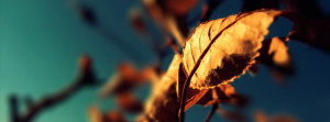 autumn-dry-leaf-facebook-cover